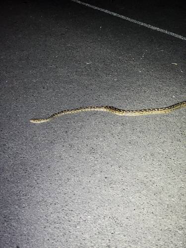 Australian Scrub Python sighting