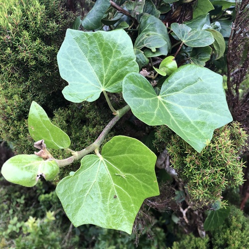 Azores Ivy