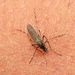 California Saltmarsh Mosquito - Photo (c) Jay Keller, all rights reserved, uploaded by Jay Keller