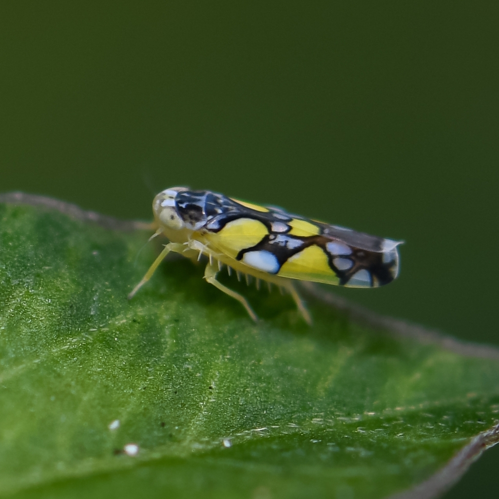 Brazilian Leafhopper From The Crossings, Fl 33186, Usa On November 10 