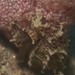 Observation photo