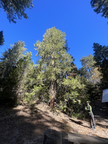 iNaturalist observation photo of California incense-cedar