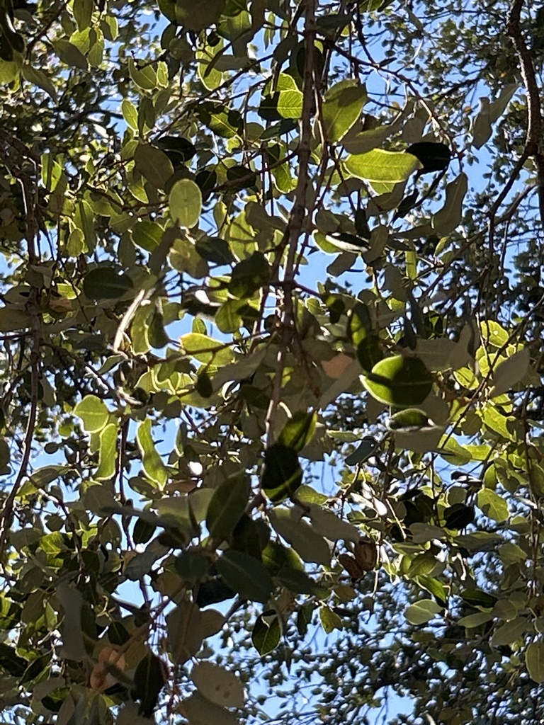 canyon live oak from San Bernardino National Forest, Pine Cove, CA, US ...