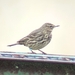 Rock Pipit (Eastern) - Photo (c) Quentin Benet-Cibois, all rights reserved, uploaded by Quentin Benet-Cibois