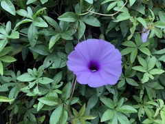 Ipomoea cairica image