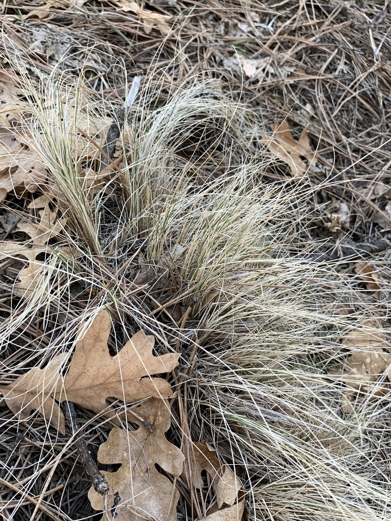 Arizona Fescue from Coconino National Forest, Flagstaff, AZ, US on