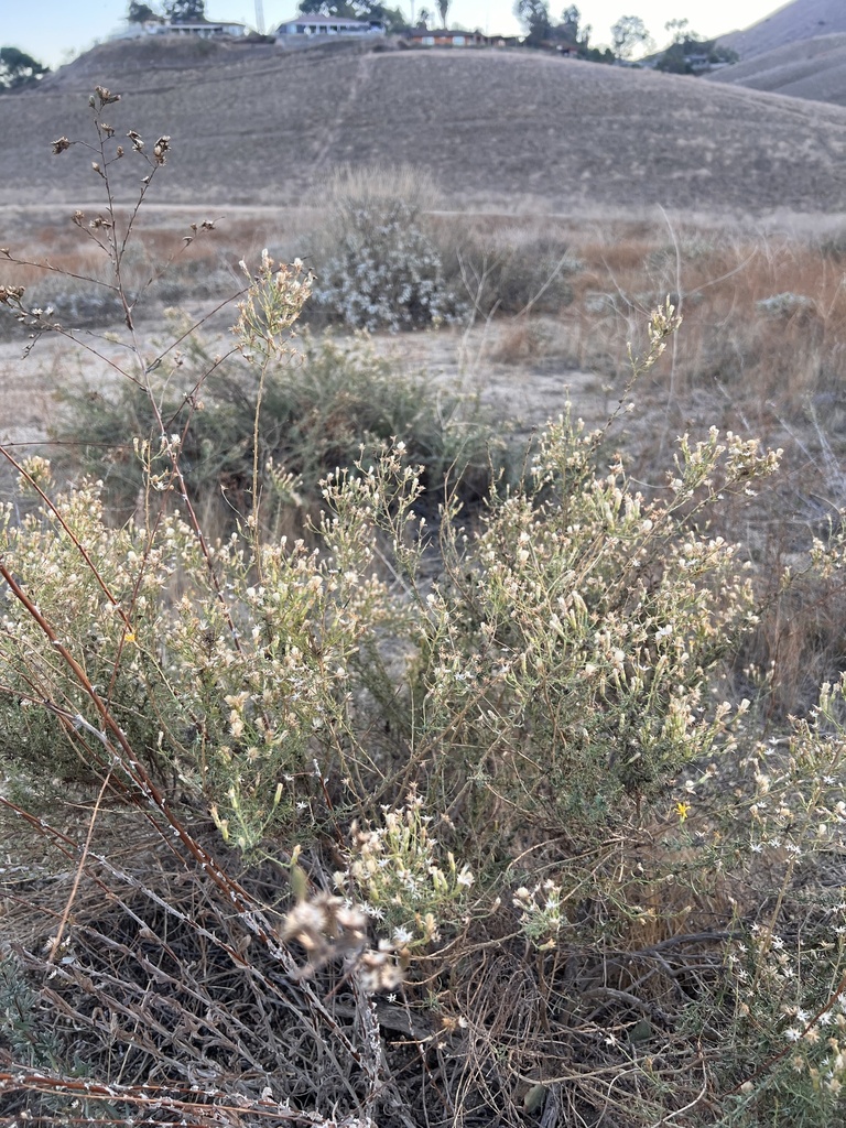 California Broomsage from La Sierra Acres, Riverside, CA, US on