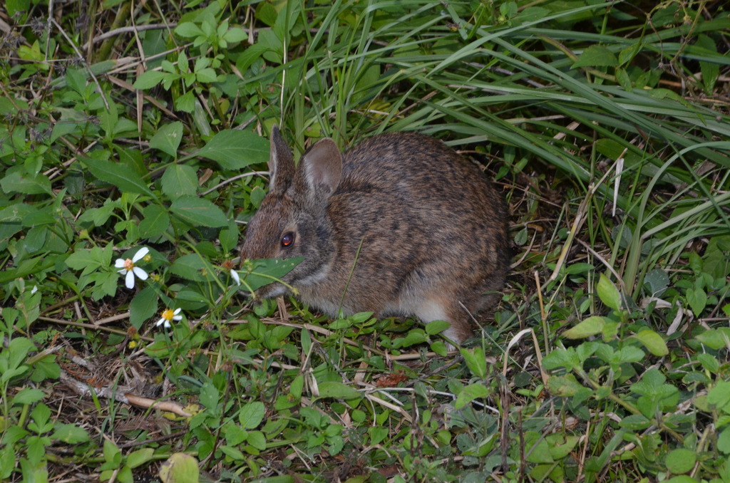 Marsh Rabbit from Corkscrew, FL, USA on October 17, 2023 at 05:33 AM by ...