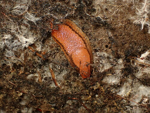 Durham Slug
