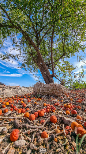 Christ's thorn jujube