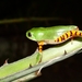 Northeastern Brazilian Leaf Frog - Photo (c) Nicolás Pelegrin, all rights reserved, uploaded by Nicolás Pelegrin
