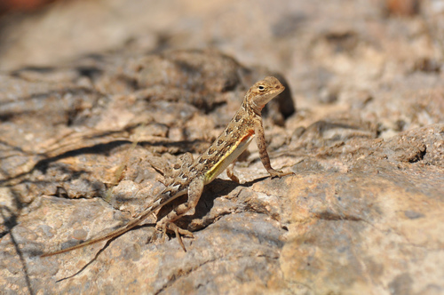 Elegant Earless Lizard