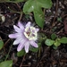 Fringed Passionflower - Photo (c) Veda Tate, all rights reserved, uploaded by Veda Tate