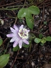 Fringed Passionflower - Photo (c) Veda Tate, all rights reserved, uploaded by Veda Tate