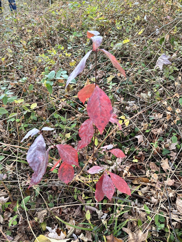flowering dogwood from Penn Wynne Park, Wynnewood, PA, US on November