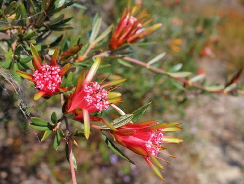 Lambertia formosa Sm.