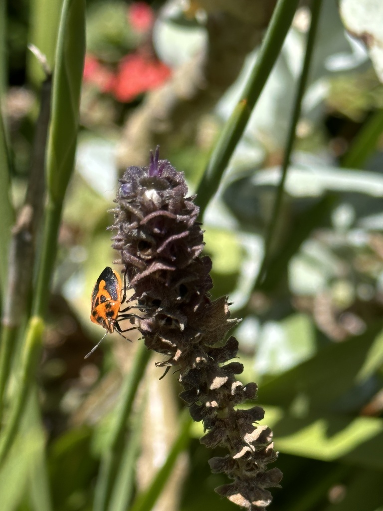 Horehound Bug in November 2023 by Natalie Davey · iNaturalist