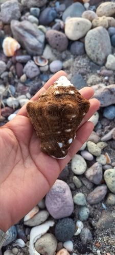 Volutella caestus