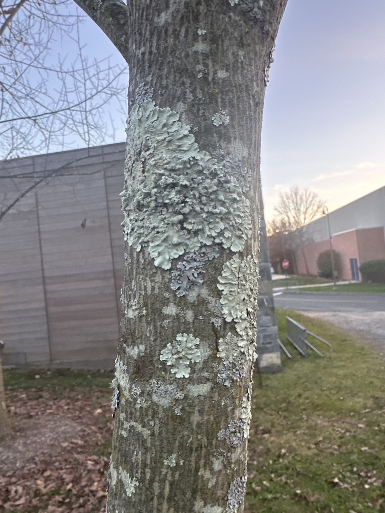 Shield Lichens And Allies From Pace University Pleasantville NY US shield-lichens-and-allies-from-pace-university-pleasantville-ny-us