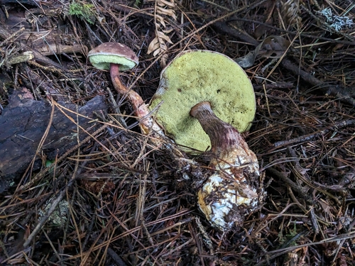 admirable bolete