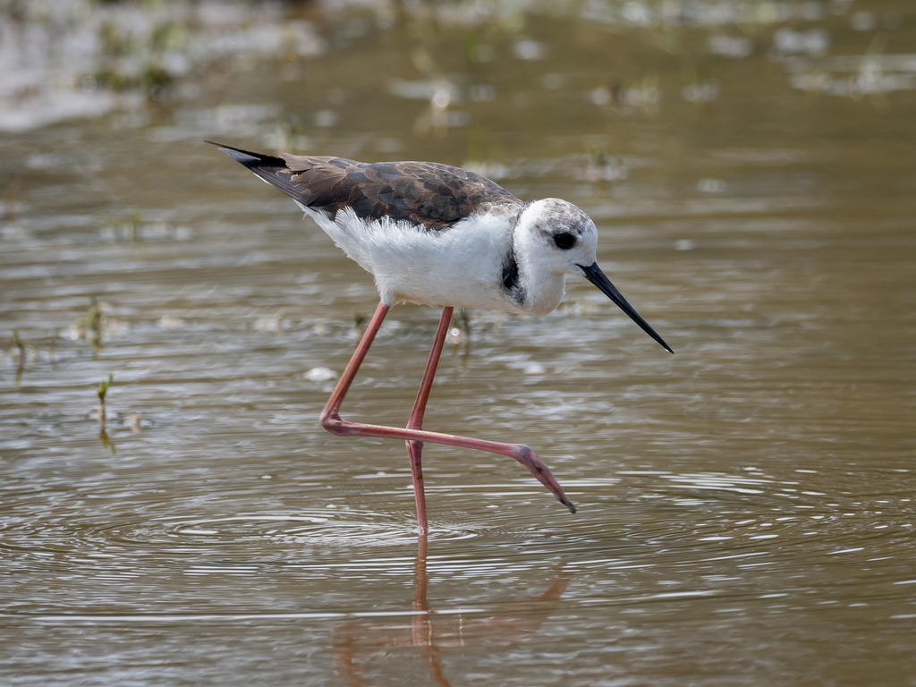 Pied Stilt from Raleigh NSW 2454, Australia on October 31, 2023 at 10: ...