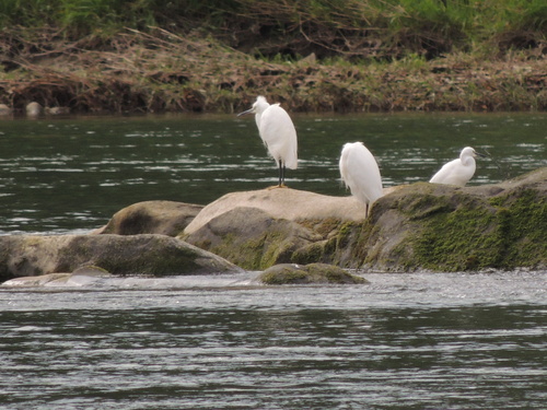 Little Egret