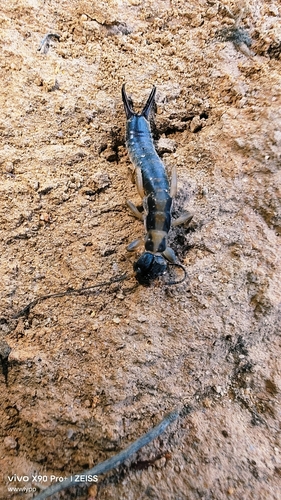 Cranopygia vitticollis