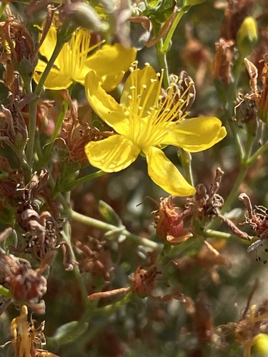 St. John's Wort