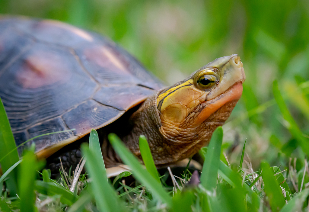 Ryukyu Yellow-margined Box Turtle in April 2023 by Alexandre Levallois ...