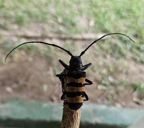 Diastocera trifasciata