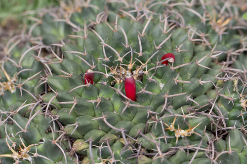 Mexican pincushion cactus