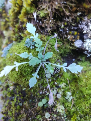 Makovke (Papaveraceae)