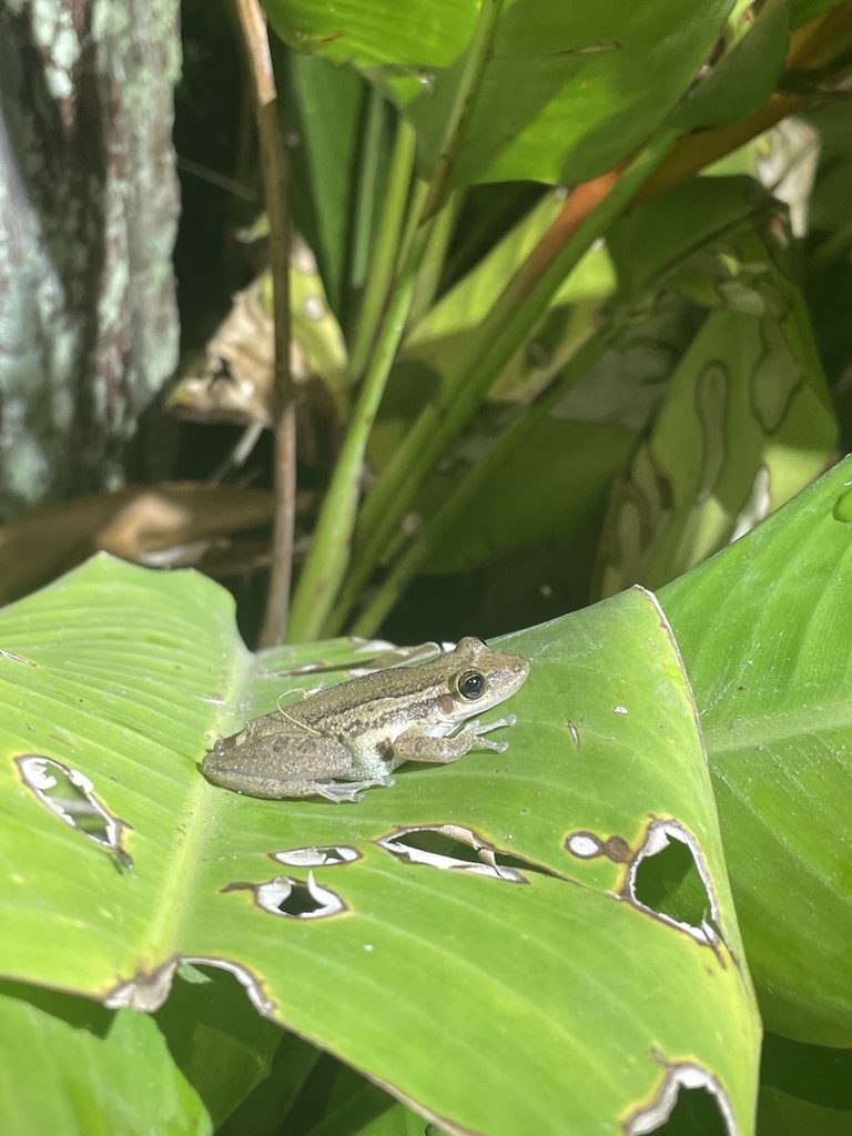 Red Snouted Tree Frog from Molenweg, Wageningen, Nickerie, SR on ...