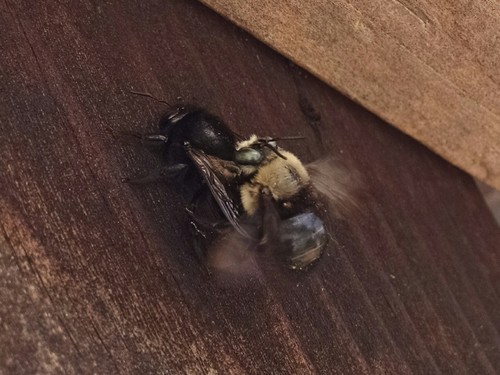 Horse-fly Carpenter Bee