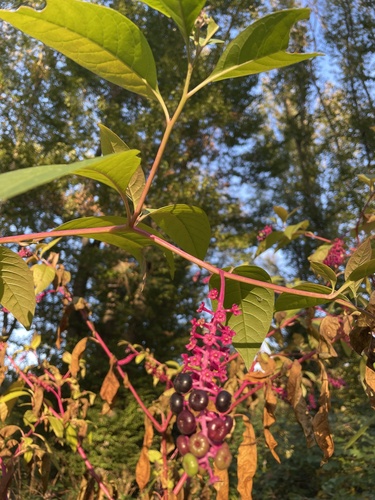 American pokeweed
