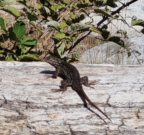 iNaturalist observation photo of Western Fence Lizard