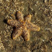 Seven-armed Coral Star - Photo (c) Samuel Prakash, all rights reserved, uploaded by Samuel Prakash