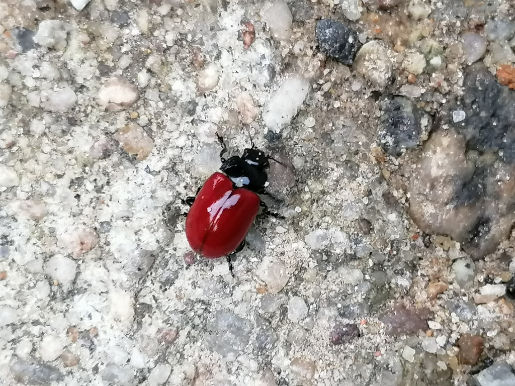 Chrysomelinae from 4300219 Porto, Portugal on November 13, 2023 at 04