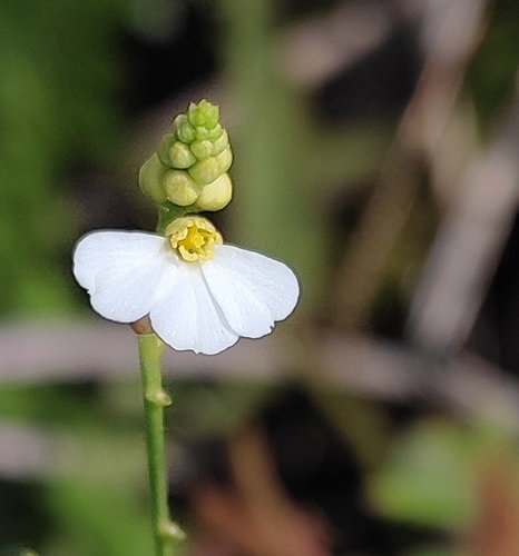 Caperonia heteropetala