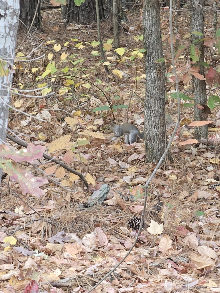 Eastern Gray Squirrel from Sherrills Ford, NC 28673, USA on October 27 ...