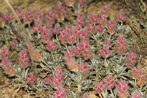 Ebenus cappadocica