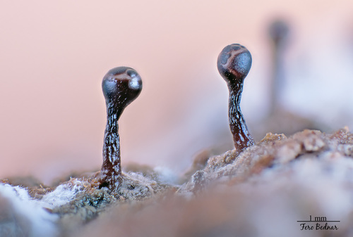 Trichia botrytis