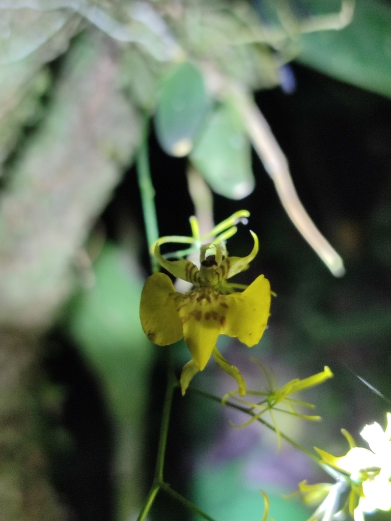 Oncidium abortivum