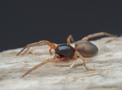 Paratrachelas maculatus