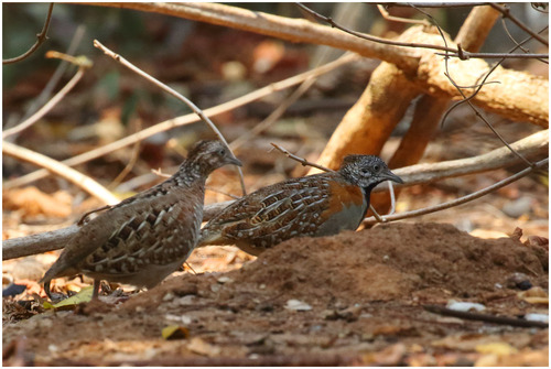 Madagascar Buttonquail