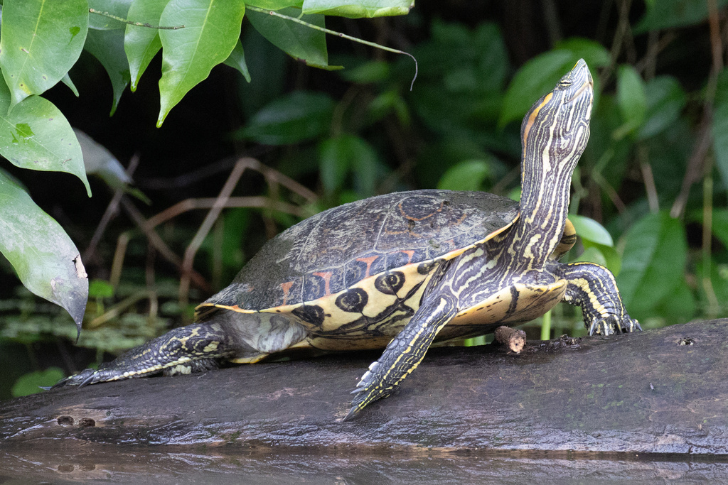 Mesoamerican Slider from Pococi, Limon, CR on November 13, 2023 at 10: ...