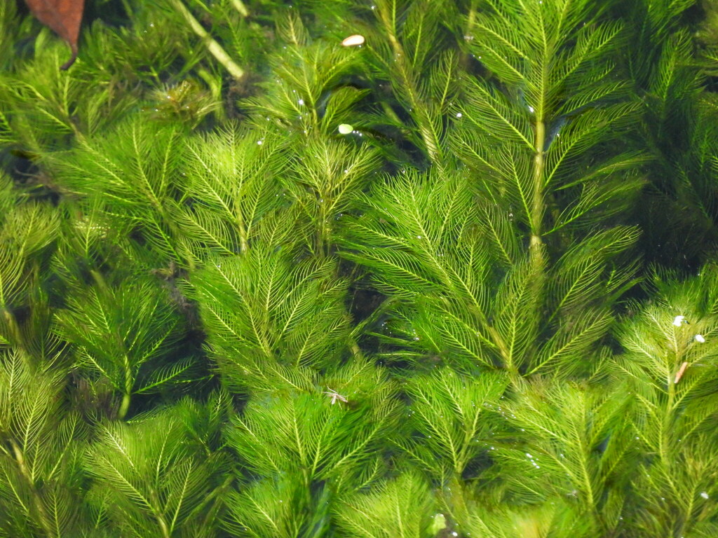 Spiked watermilfoil