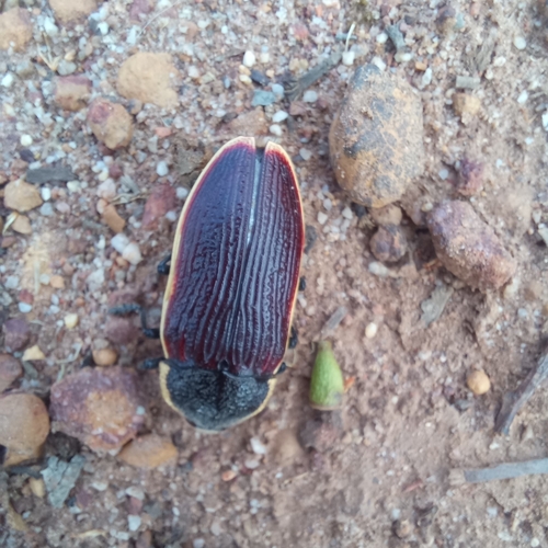 Temognatha flavocincta · iNaturalist