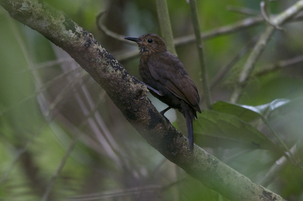 Scaly-throated Leaftosser (Sclerurus guatemalensis) photo