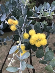 Image of Acacia pycnantha